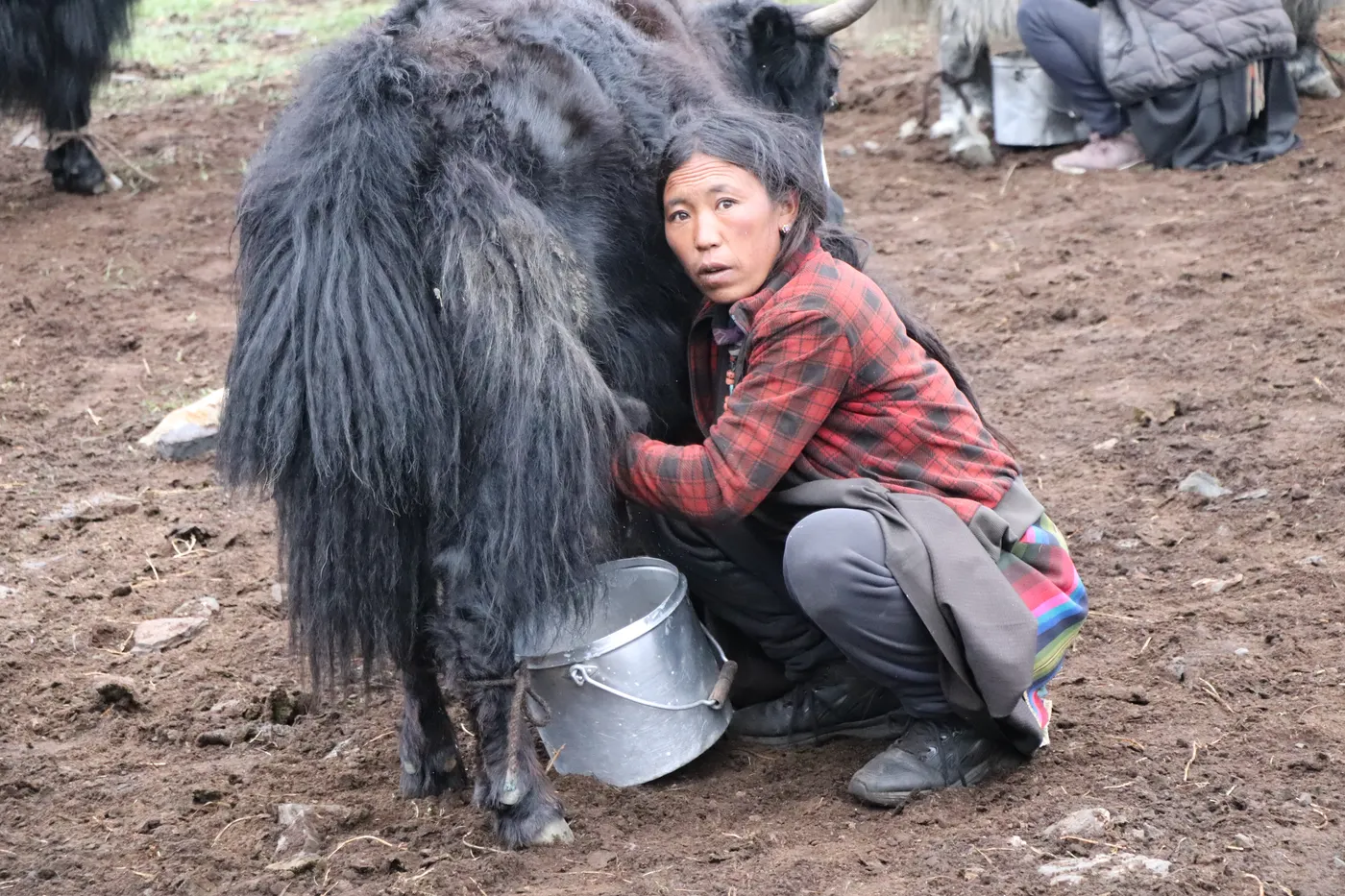 A woman milking a yak — traditional livelihood skills in the Himalayas
